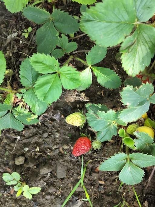 Finca Arep Alquiler Integro 6 Les Planes ラス・プラナス・ドストーネス エクステリア 写真