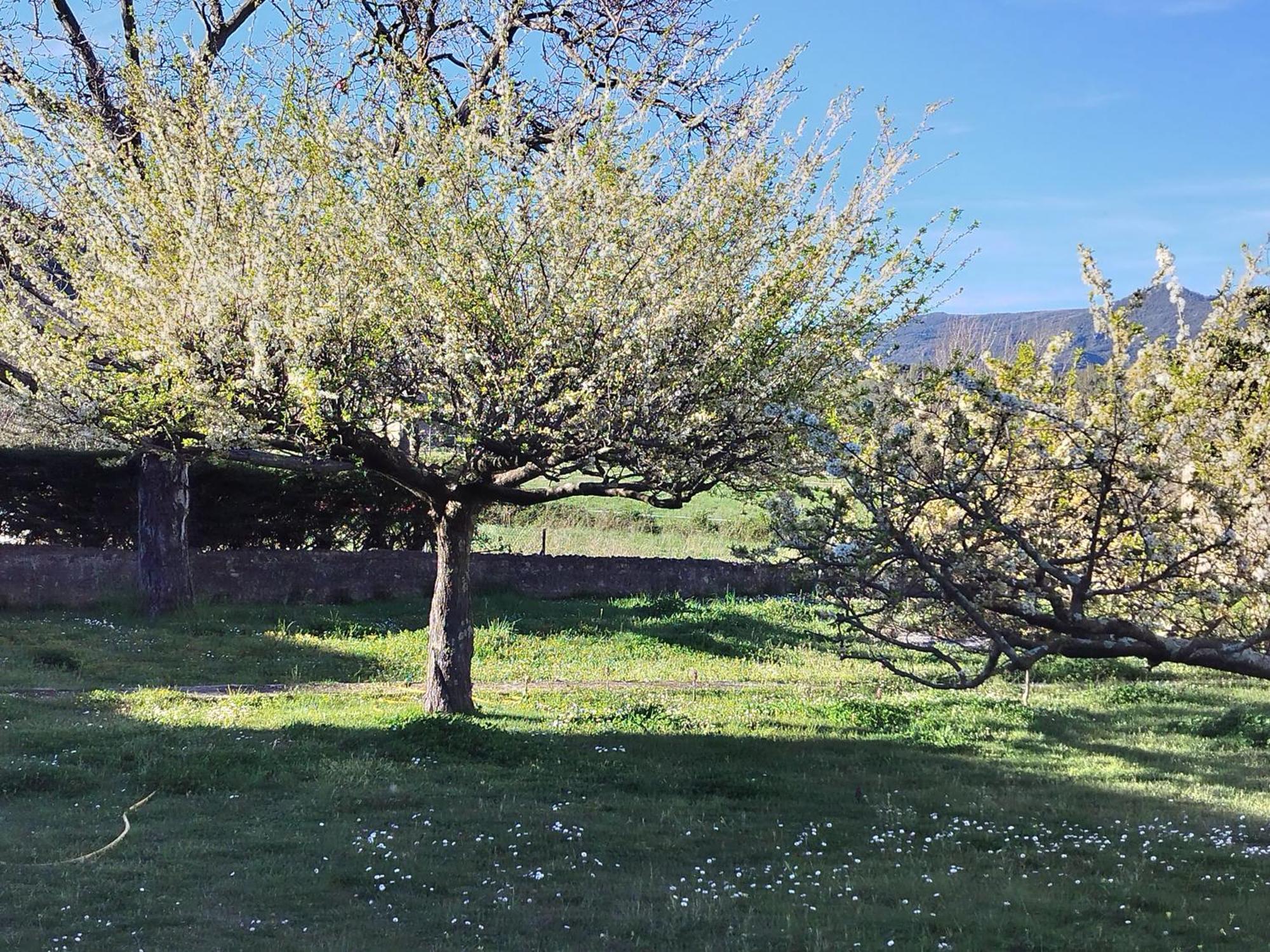Finca Arep Alquiler Integro 6 Les Planes ラス・プラナス・ドストーネス エクステリア 写真